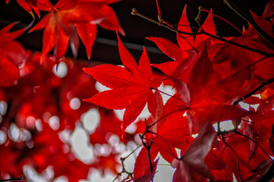 秋季的红枫叶