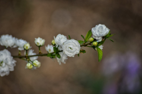 白色的小桃花