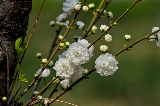 白色的小桃花