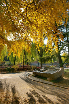 清华大学的银杏树