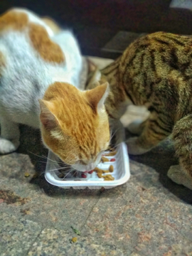 吃食的猫