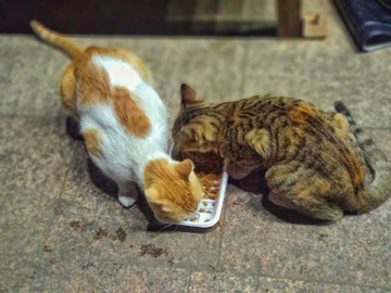 吃食的猫