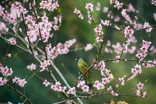 花鸟