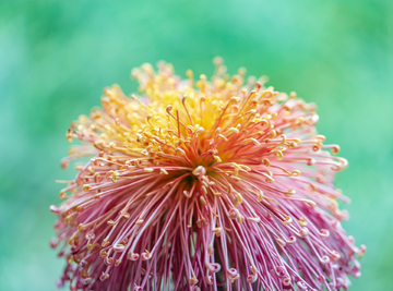 高清菊花素材