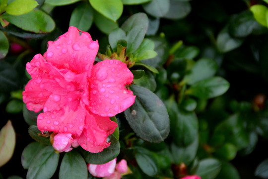 花卉