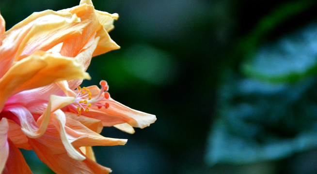 花卉
