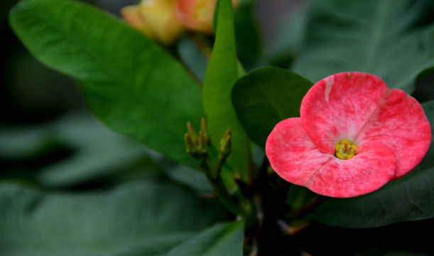 花卉