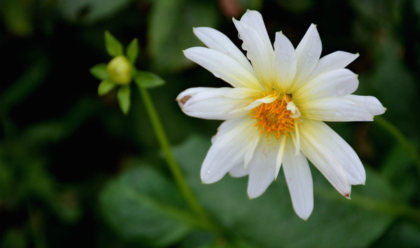 花卉