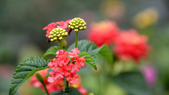 花卉