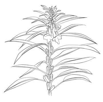 芝麻线描
