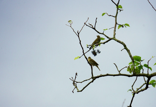 小鸟在枝头