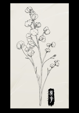 棉花手绘