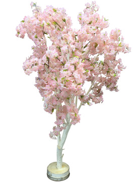 樱花树