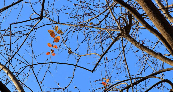 秋季的干树枝