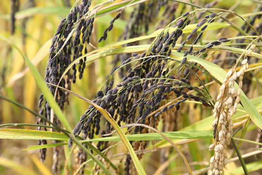 高株黑米稻穗