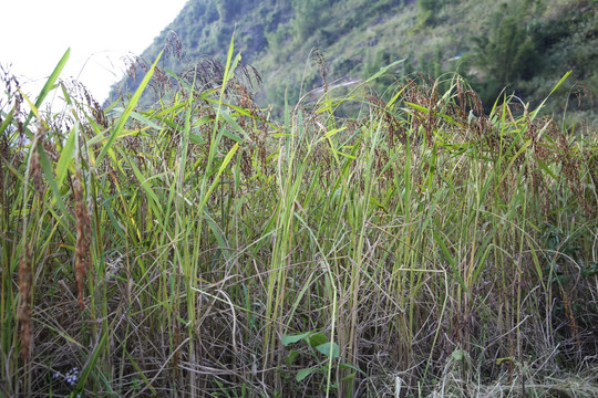 丰收的高粘性高株粳糯稻田