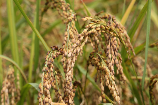 大米稻穗