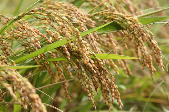 金黄的大米稻穗