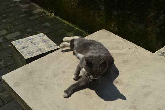 晒太阳的灰猫