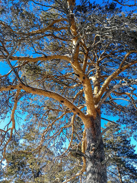 冬季樟子松树