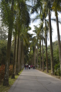 道路及两旁高高的棕榈树