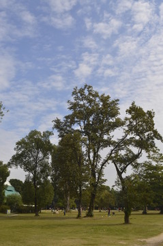 绿树绿草地风景