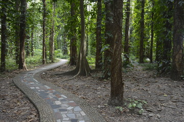 绿色及石路