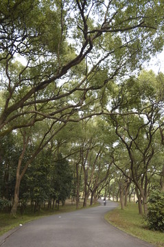 道路两旁的高大美丽的树木