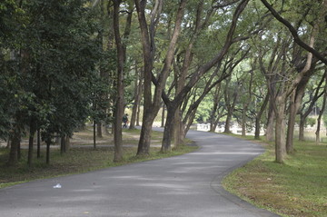 公园绿化道
