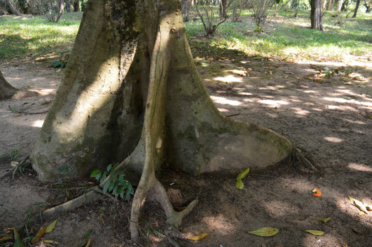 地面树根
