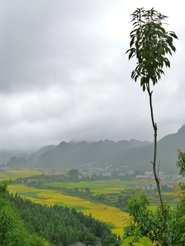 万峰林