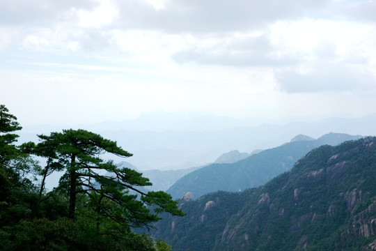 松树蓝天白云背景图