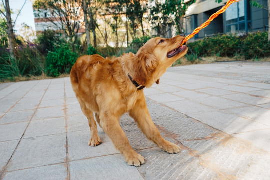 金毛猎犬