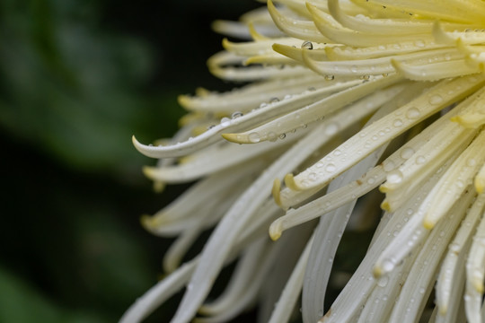 高清菊花特写