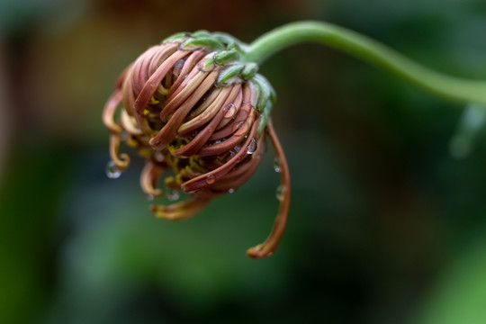 高清菊花特写