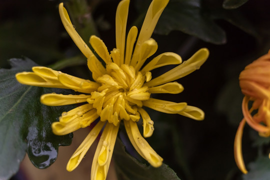 高清菊花特写