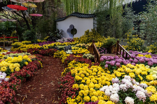 菊花景观场景