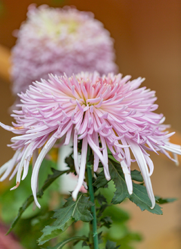 菊花素材