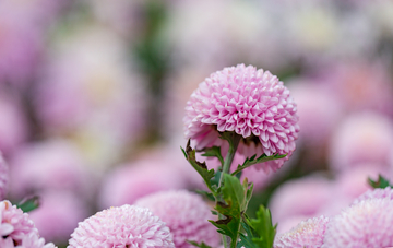 粉红色的菊花