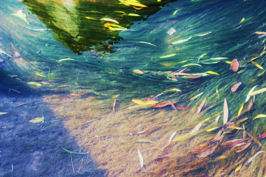 流水水草落叶
