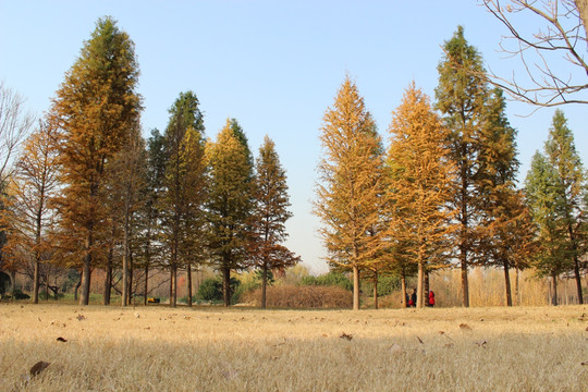 草地松树杉树