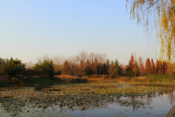 秋天的植物园