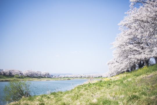 樱花与河道