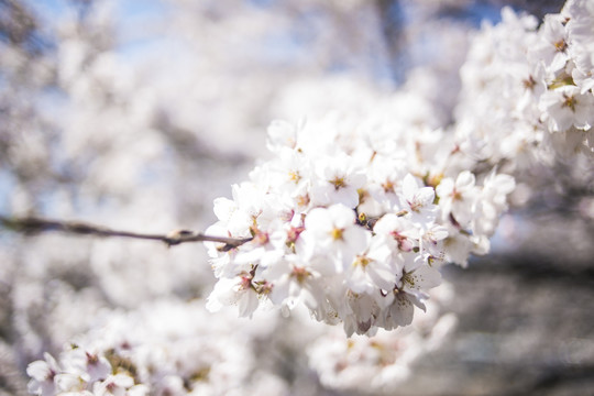 樱花特写