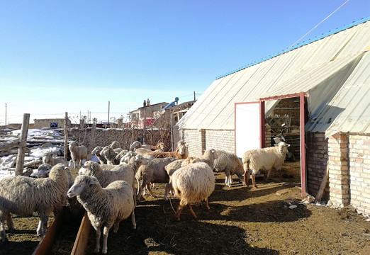 羊圈羊舍