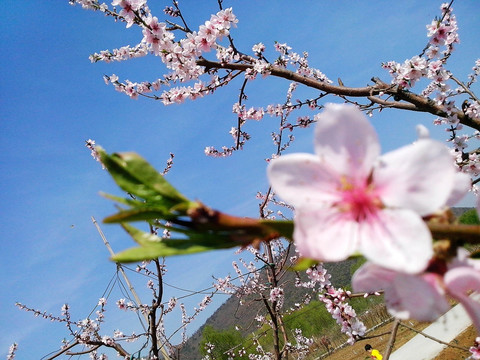 桃花盛开