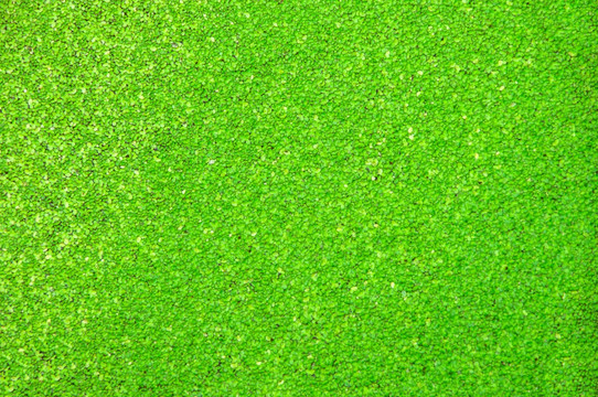 浮萍绿藻