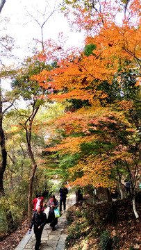 南京栖霞山秋色