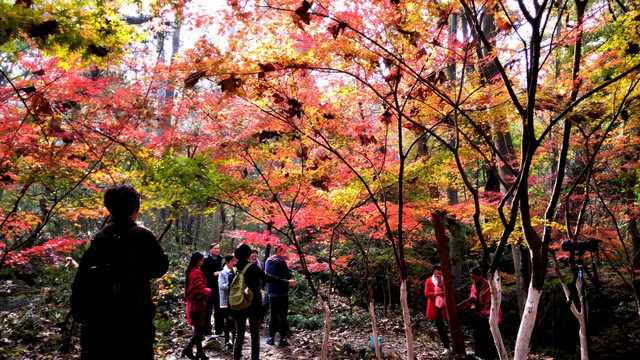 南京栖霞山秋色