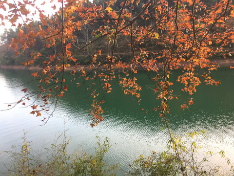 红枫叶